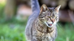 Cat gravidita: termín, známky a príslušná starostlivosť